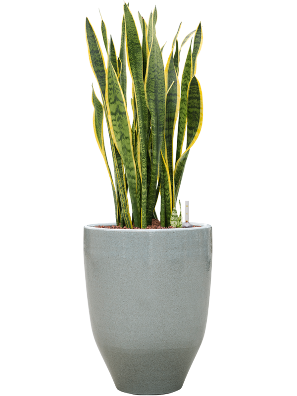 Sansevieria trifasciata 'Laurentii' in One and Only Office Plant With Pot 92cm Height 29.5cm Dia