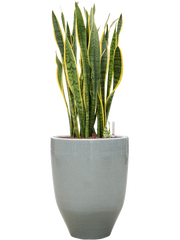 Sansevieria trifasciata 'Laurentii' in One and Only Office Plant With Pot 92cm Height 29.5cm Dia
