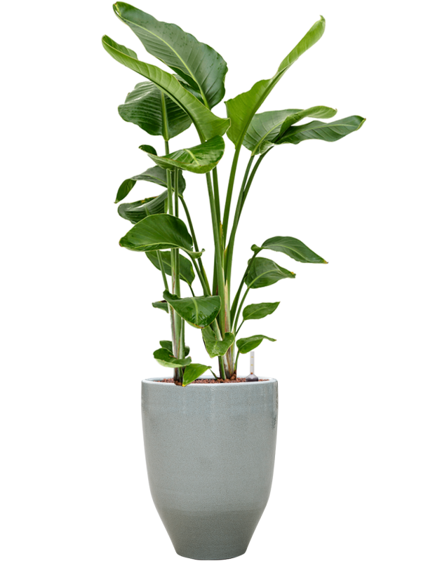 Strelitzia nicolai in One and Only Office Plant With Pot 121cm Height 29.5cm Dia