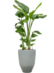 Strelitzia nicolai in One and Only Office Plant With Pot 121cm Height 29.5cm Dia