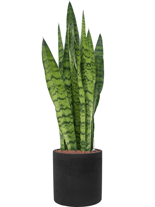 Sansevieria zeylanica in Rough Office Plant With Pot 89cm Height 23cm Dia