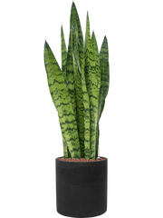 Sansevieria zeylanica in Rough Office Plant With Pot 89cm Height 23cm Dia