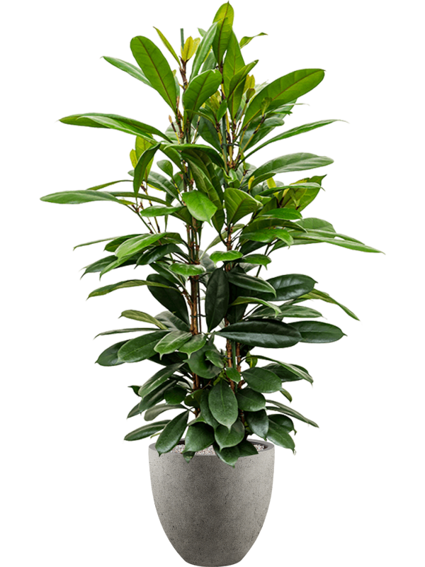 Ficus cyathistipula in Grigio Office Plant With Pot 157cm Height 33cm Dia