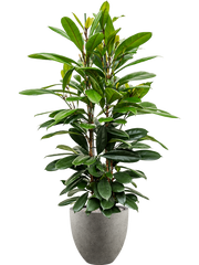 Ficus cyathistipula in Grigio Office Plant With Pot 157cm Height 33cm Dia