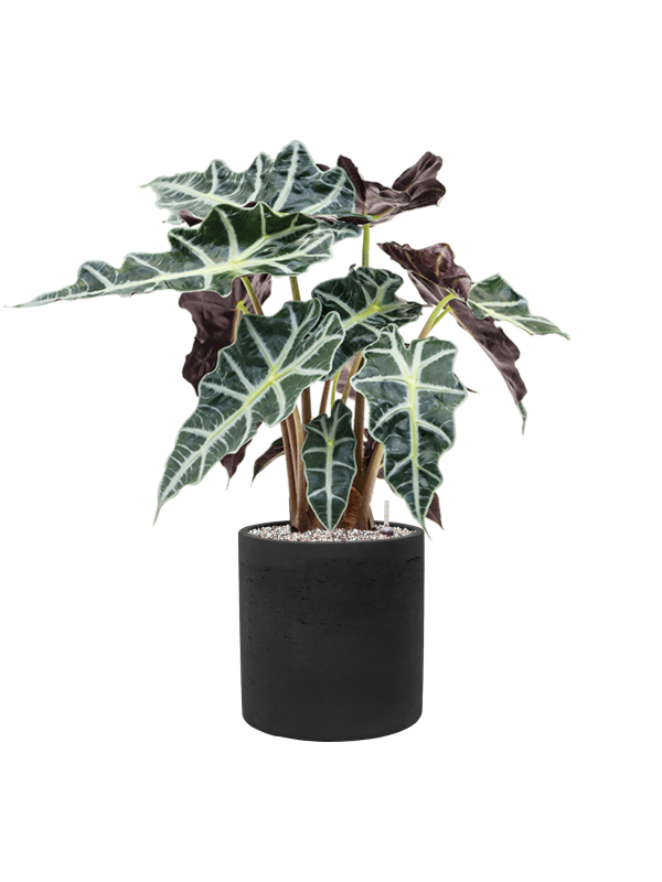 Alocasia 'Polly' in Rough Office Plant With Pot 68cm Height 23cm Dia