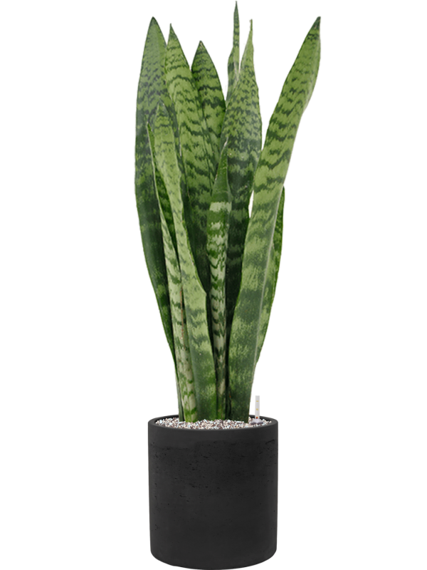 Sansevieria zeylanica in Rough Office Plant With Pot 93cm Height 23cm Dia