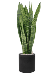 Sansevieria zeylanica in Rough Office Plant With Pot 93cm Height 23cm Dia
