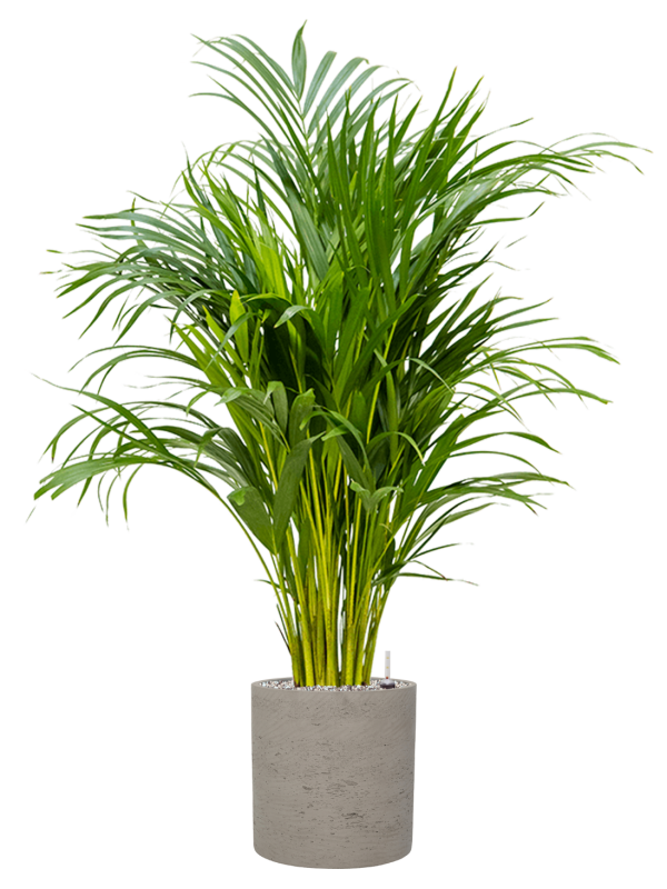 Dypsis (Areca) lutescens in Rough Office Plant With Pot 114cm Height 23cm Dia