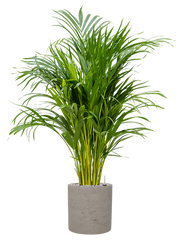 Dypsis (Areca) lutescens in Rough Office Plant With Pot 114cm Height 23cm Dia