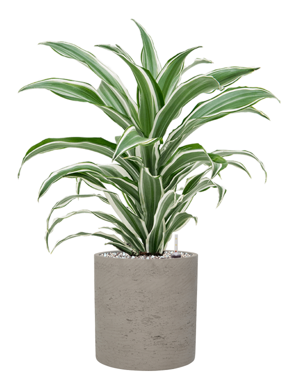 Dracaena fragrans 'White Jewel' in Rough Office Plant With Pot 59cm Height 18cm Dia