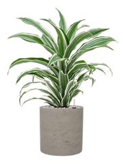Dracaena fragrans 'White Jewel' in Rough Office Plant With Pot 59cm Height 18cm Dia