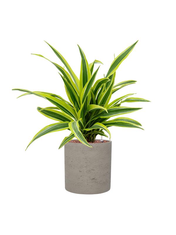 Dracaena fragrans 'Lemon Lime' in Rough Office Plant With Pot 56cm Height 18cm Dia