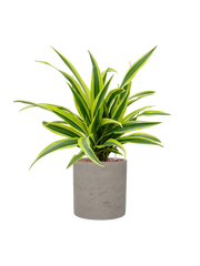 Dracaena fragrans 'Lemon Lime' in Rough Office Plant With Pot 56cm Height 18cm Dia