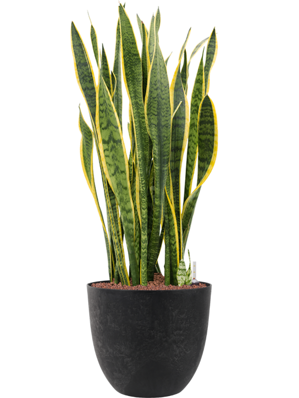 Sansevieria trifasciata 'Laurentii' in Artstone Office Plant With Pot 111cm Height 36cm Dia