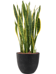 Sansevieria trifasciata 'Laurentii' in Artstone Office Plant With Pot 111cm Height 36cm Dia