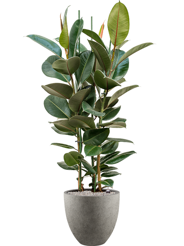 Ficus elastica 'Robusta' in Grigio Office Plant With Pot 153cm Height 33cm Dia