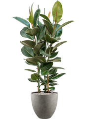 Ficus elastica 'Robusta' in Grigio Office Plant With Pot 153cm Height 33cm Dia