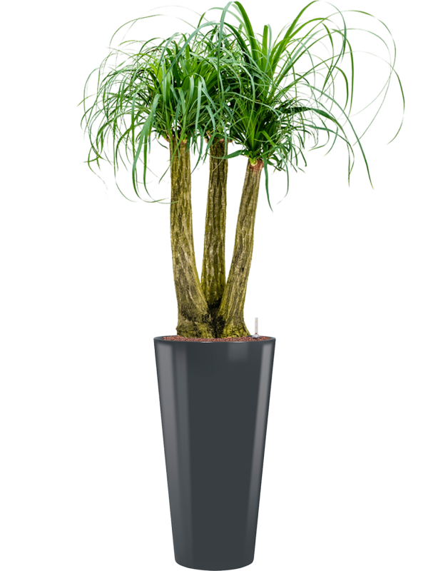 Beaucarnea recurvata in Runner Office Plant With Pot 169cm Height 33cm Dia