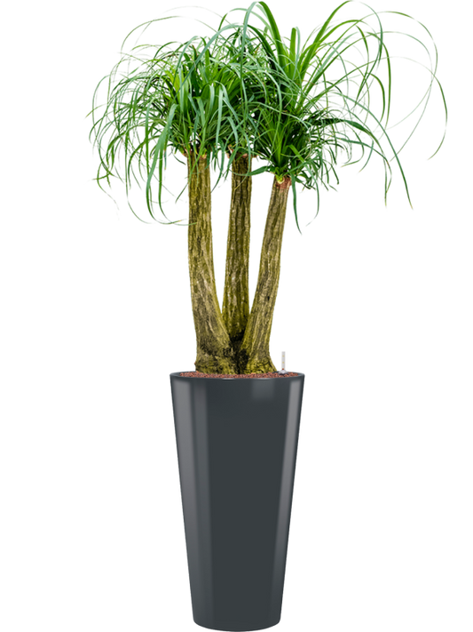 Beaucarnea recurvata in Runner Office Plant With Pot 169cm Height 33cm Dia