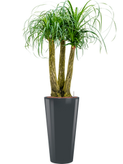 Beaucarnea recurvata in Runner Office Plant With Pot 169cm Height 33cm Dia