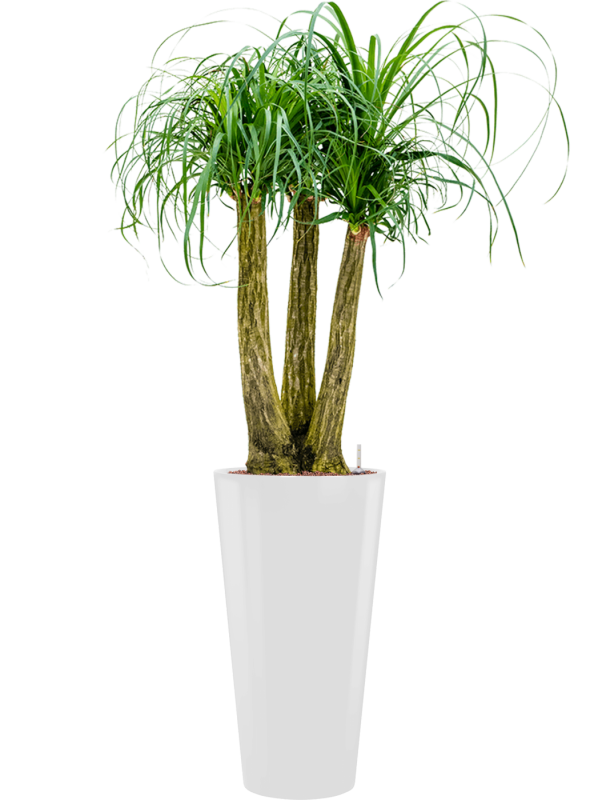 Beaucarnea recurvata in Runner Office Plant With Pot 169cm Height 33cm Dia