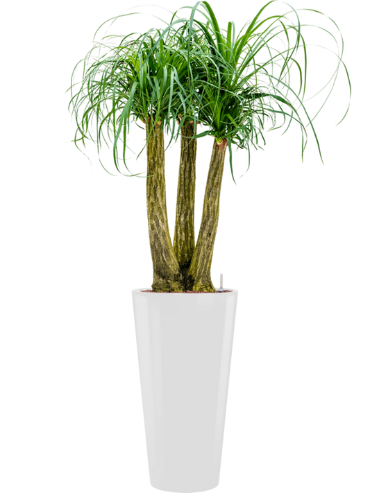 Beaucarnea recurvata in Runner Office Plant With Pot 169cm Height 33cm Dia
