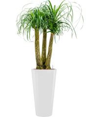 Beaucarnea recurvata in Runner Office Plant With Pot 169cm Height 33cm Dia