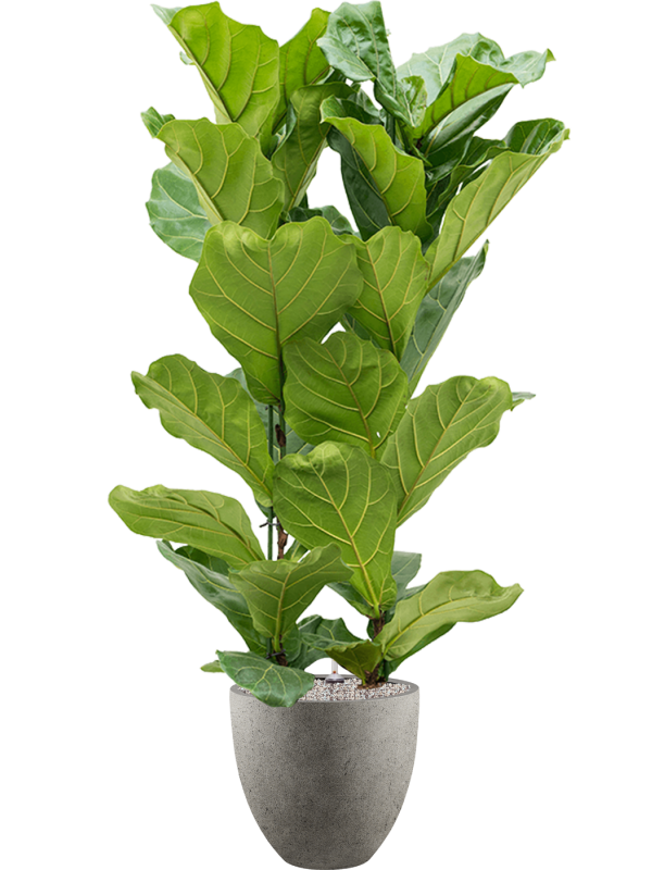 Ficus lyrata in Grigio Office Plant With Pot 161cm Height 33cm Dia