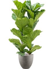 Ficus lyrata in Grigio Office Plant With Pot 161cm Height 33cm Dia