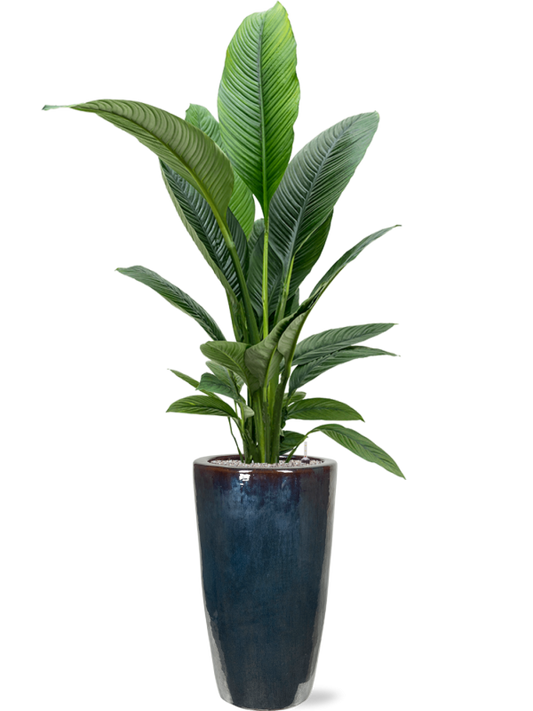 Spathiphyllum 'Sensation' in Plain Office Plant With Pot 194cm Height 27cm Dia