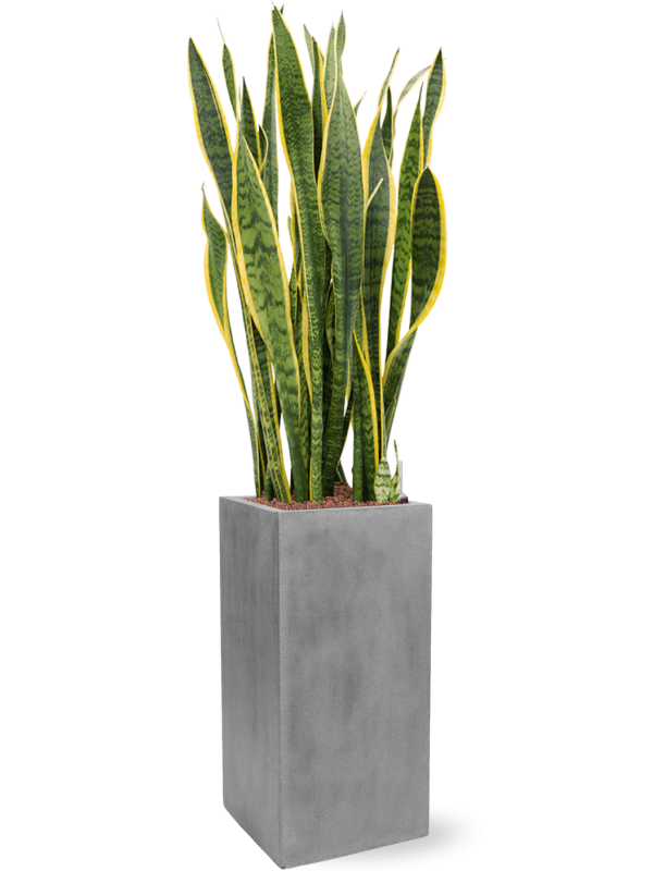 Sansevieria trifasciata 'Laurentii' in Fiberstone Office Plant With Pot 138cm Height 29cm Dia