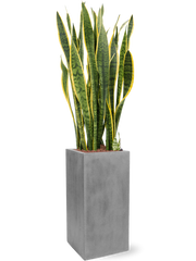 Sansevieria trifasciata 'Laurentii' in Fiberstone Office Plant With Pot 138cm Height 29cm Dia