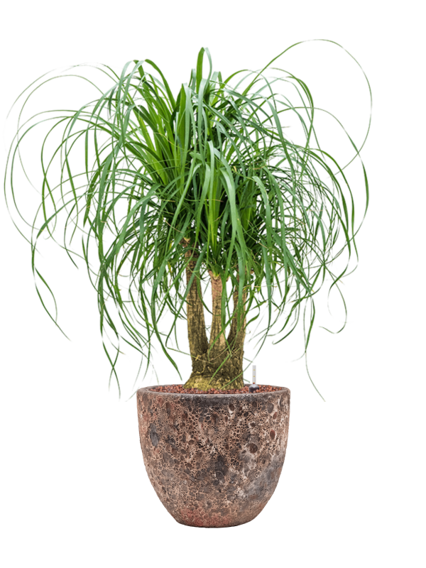 Beaucarnea recurvata in Baq Lava Office Plant With Pot 115cm Height 30cm Dia
