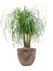 Beaucarnea recurvata in Baq Lava Office Plant With Pot 115cm Height 30cm Dia