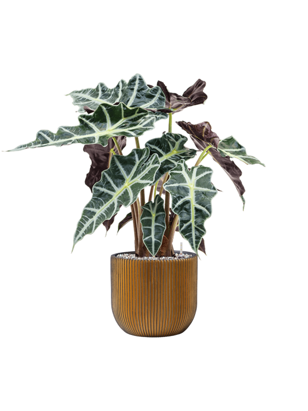 Alocasia 'Polly' in Capi Nature Groove Office Plant With Pot 64cm Height 21.5cm Dia