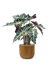 Alocasia 'Polly' in Capi Nature Groove Office Plant With Pot 64cm Height 21.5cm Dia