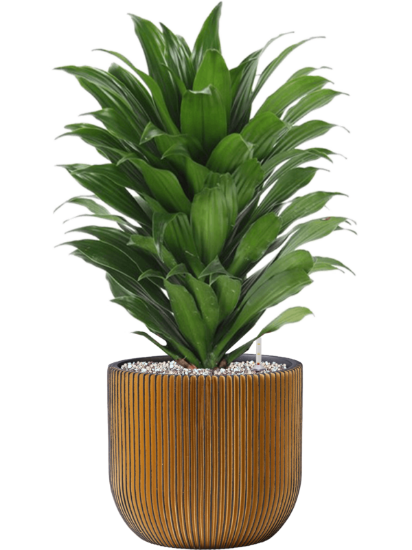 Dracaena fragrans 'Compacta' in Capi Nature Groove Office Plant With Pot 59cm Height 21.5cm Dia