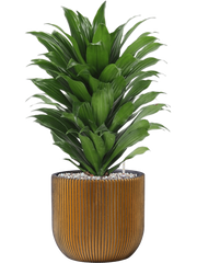 Dracaena fragrans 'Compacta' in Capi Nature Groove Office Plant With Pot 59cm Height 21.5cm Dia