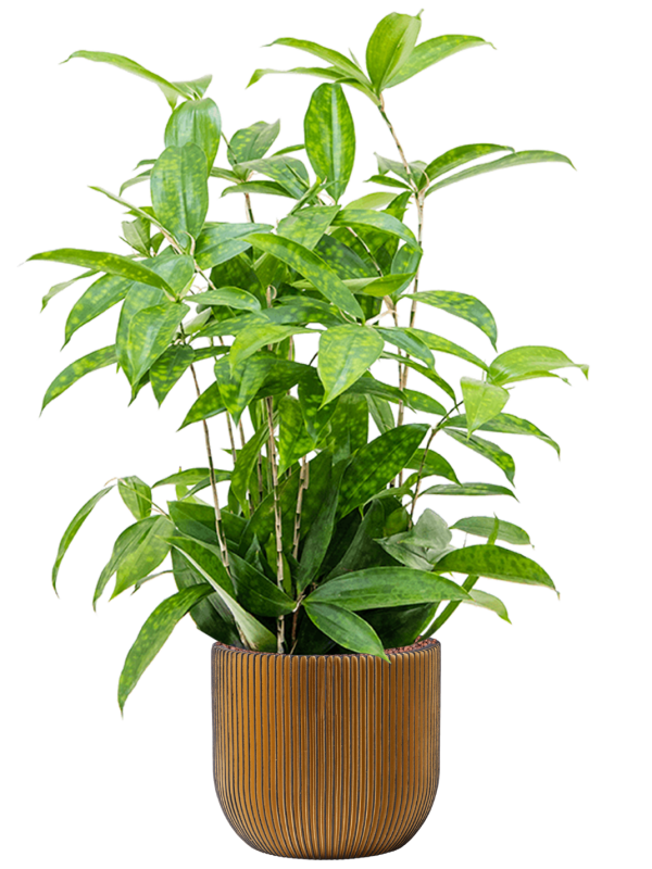Dracaena surculosa in Capi Nature Groove Office Plant With Pot 79cm Height 21.5cm Dia