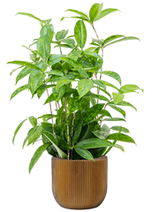 Dracaena surculosa in Capi Nature Groove Office Plant With Pot 79cm Height 21.5cm Dia