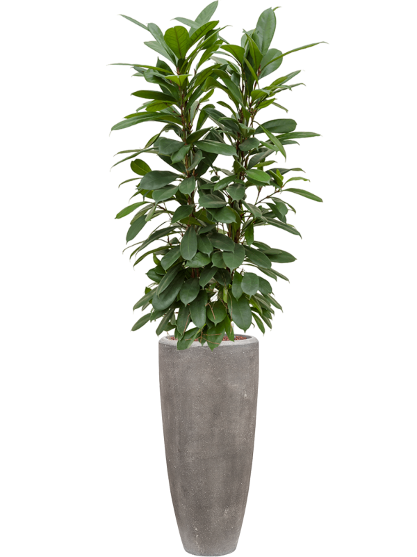Ficus cyathistipula in Baq Polystone Plain Office Plant With Pot 174cm Height 24cm Dia