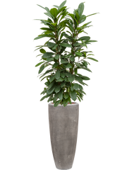 Ficus cyathistipula in Baq Polystone Plain Office Plant With Pot 174cm Height 24cm Dia