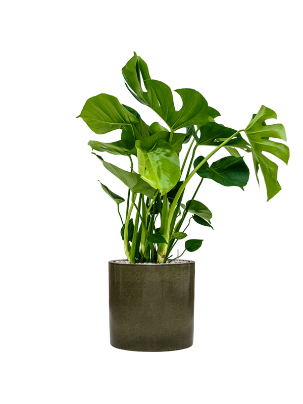 Monstera deliciosa in Cylinder Office Plant With Pot 99cm Height 26cm Dia