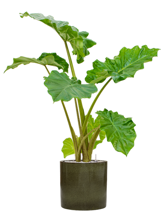 Alocasia 'Portodora' in Cylinder Office Plant With Pot 118cm Height 26cm Dia