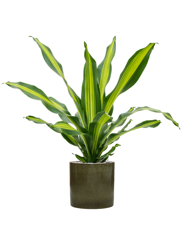 Dracaena fragrans 'Burley' in Cylinder Office Plant With Pot 107cm Height 26cm Dia