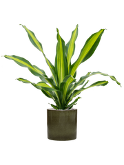 Dracaena fragrans 'Burley' in Cylinder Office Plant With Pot 107cm Height 26cm Dia