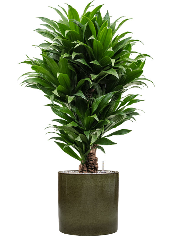 Dracaena fragrans 'Compacta' in Cylinder Office Plant With Pot 107cm Height 26cm Dia