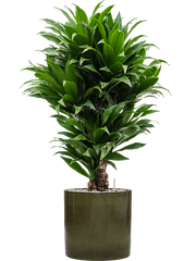 Dracaena fragrans 'Compacta' in Cylinder Office Plant With Pot 107cm Height 26cm Dia