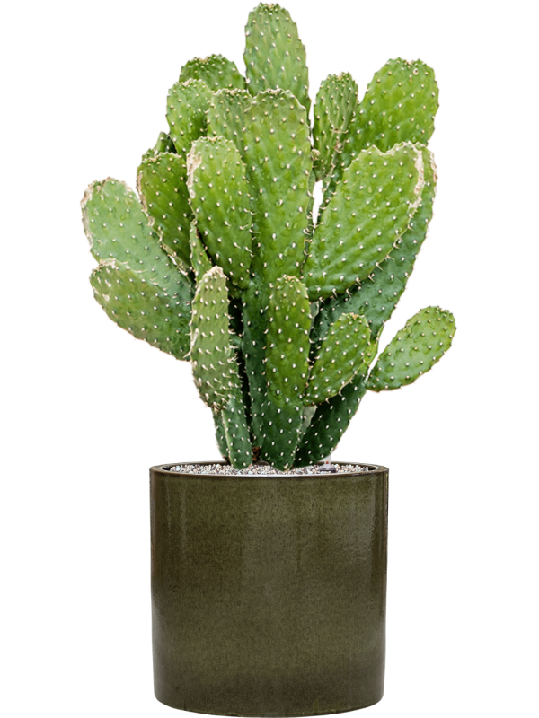 Opuntia consolea in Cylinder Office Plant With Pot 83cm Height 26cm Dia