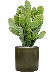 Opuntia consolea in Cylinder Office Plant With Pot 83cm Height 26cm Dia